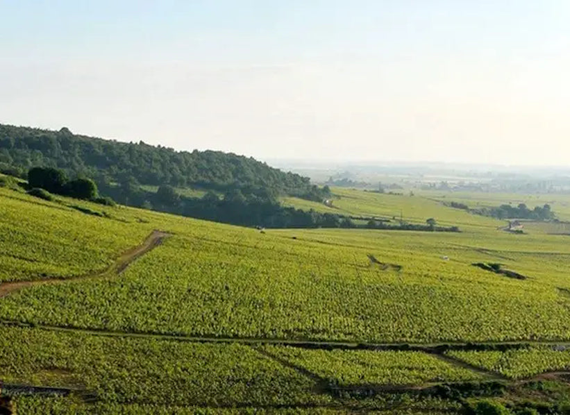 Domaine Mongeard-Mugneret vineyards in Burgundy