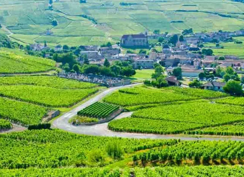 Domaine Nicolas Rossignol vineyards in Burgundy