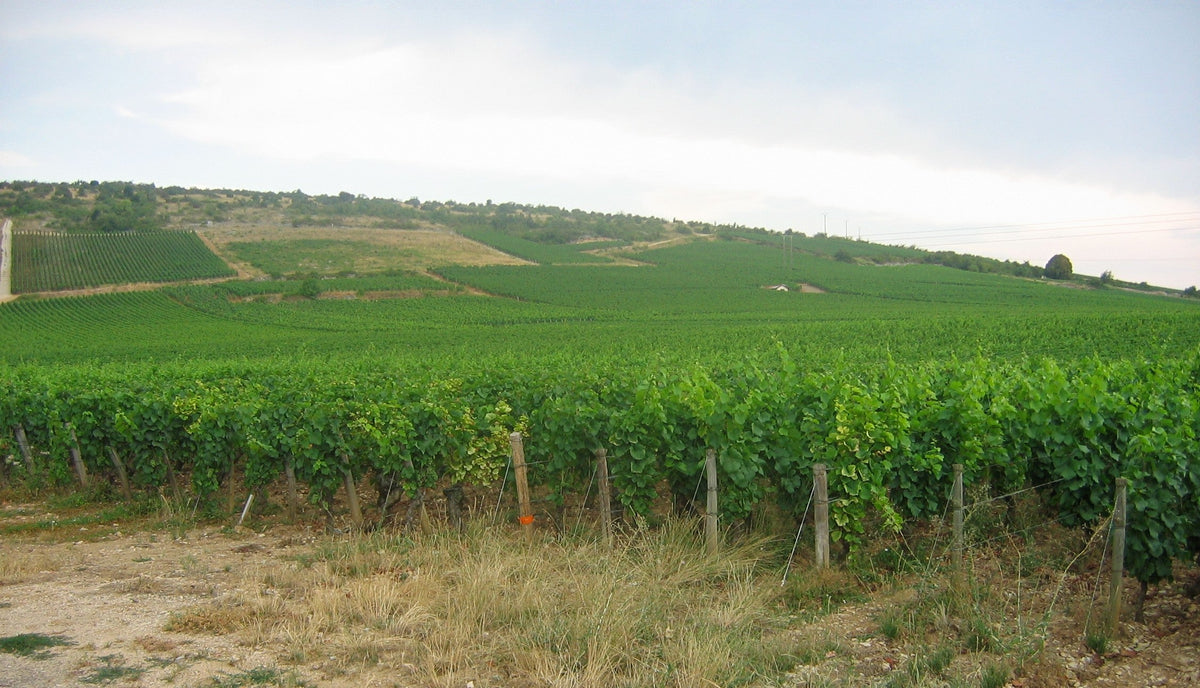 Vineyards of Nuits-Saint-Georges in Burgundy — public domain photo by Urban via Wikimedia Commons