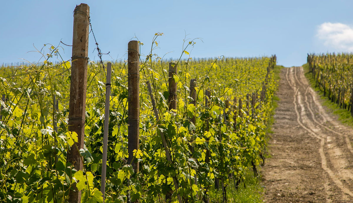Domenico Clerico vineyards in Monforte d'Alba, Piedmont — image courtesy of Domenico Clerico