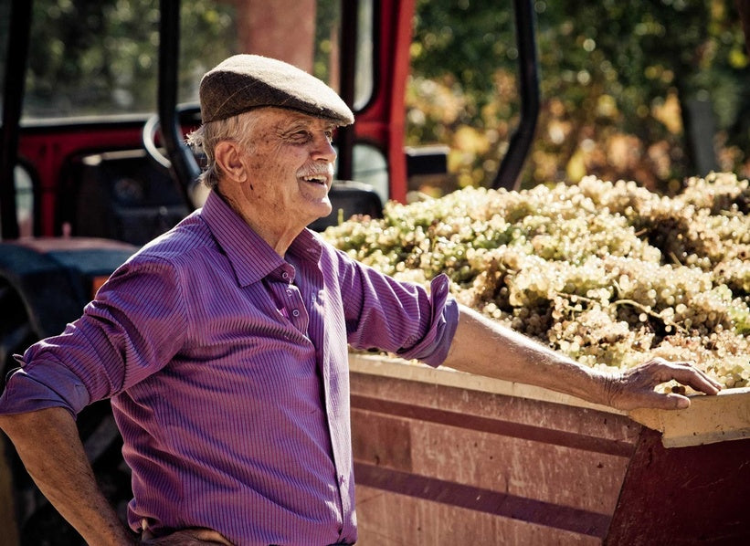 Emidio Pepe beside harvested grapes in Abruzzo