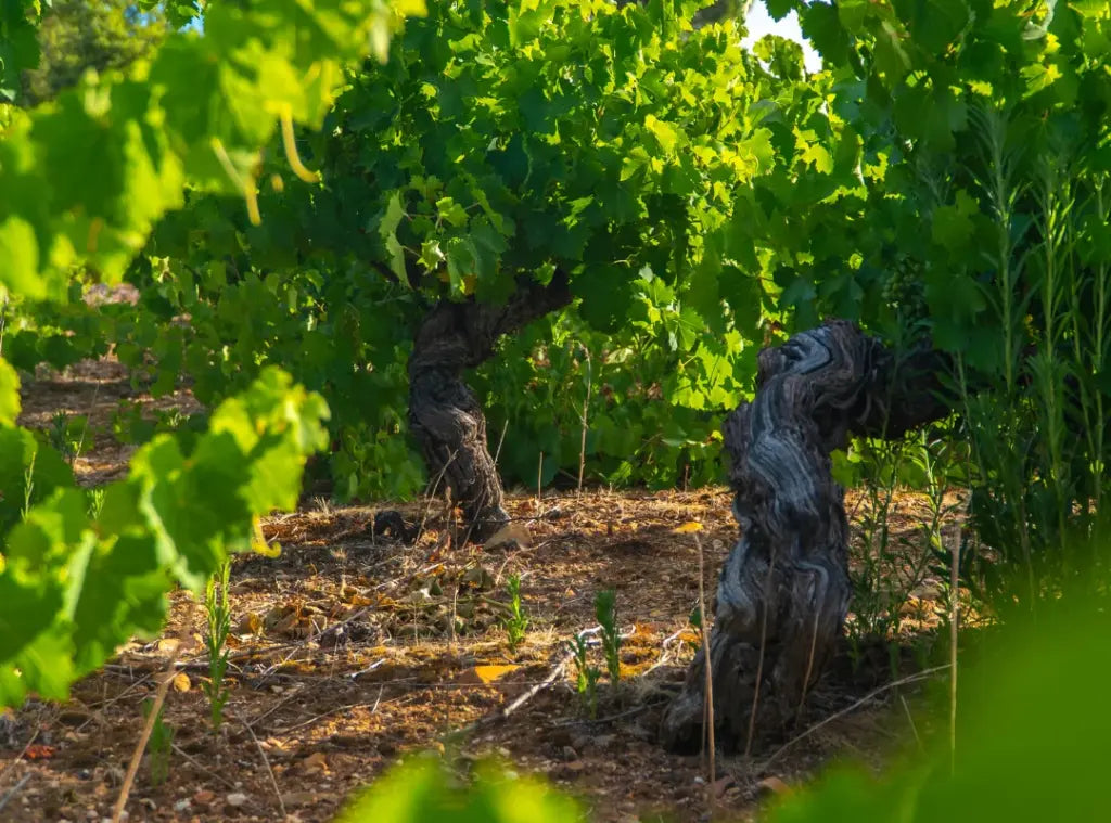 Old vines at Estévez Bodegas in Valtuille de Abajo, Bierzo, Spain