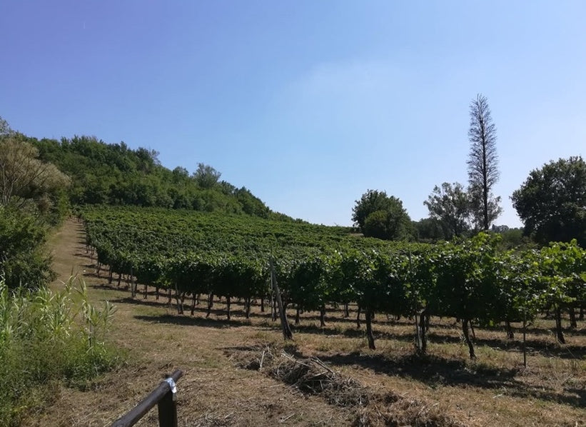 Fattoria Campigiana vineyard in Montespertoli Tuscany