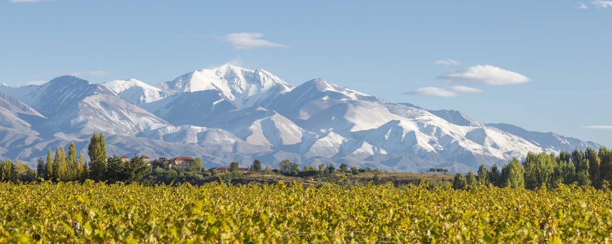 Vineyards at the foot of the Andes in Argentina