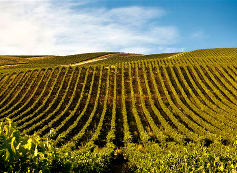 Sunlit vineyard rows across rolling hills for Grupo Príncipe de Viana