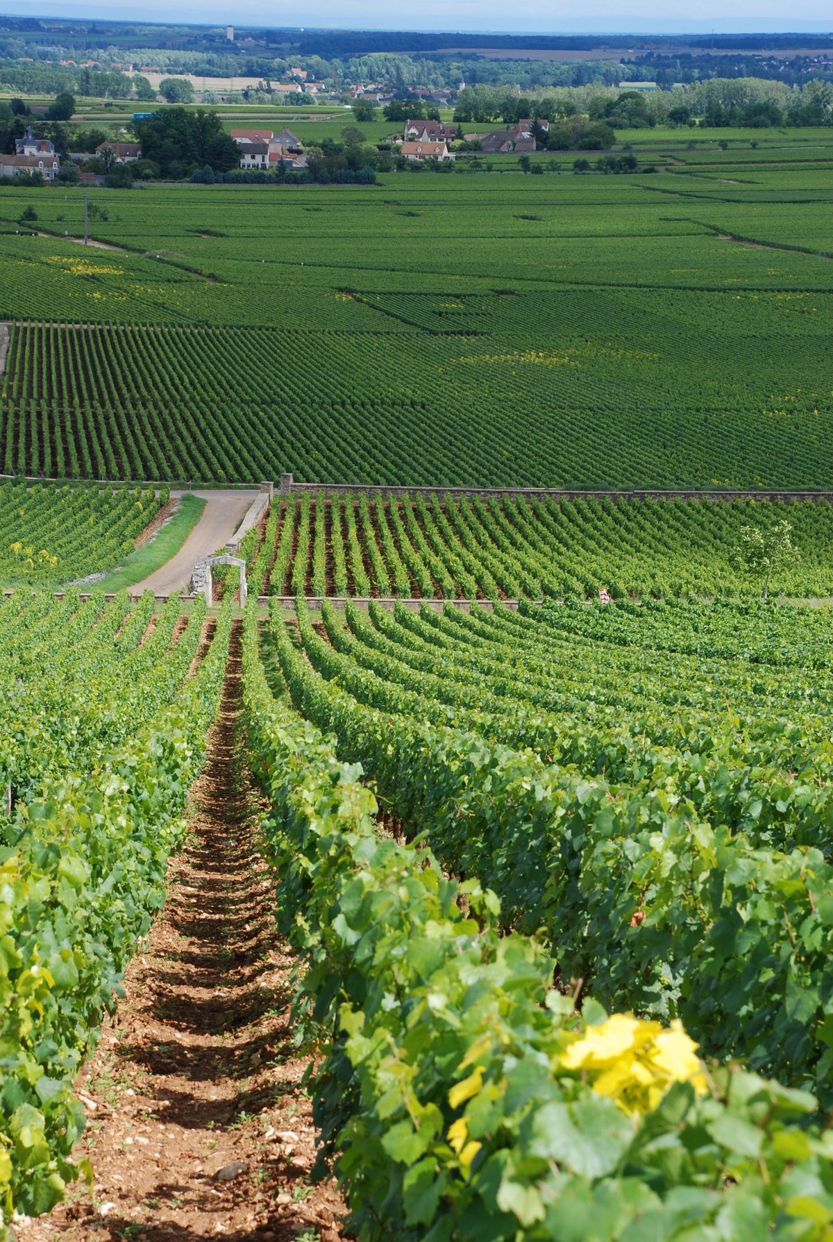 Chevalier-Montrachet, Montrachet and Bâtard-Montrachet vineyards in Burgundy — photo by Jonathan Caves, public domain