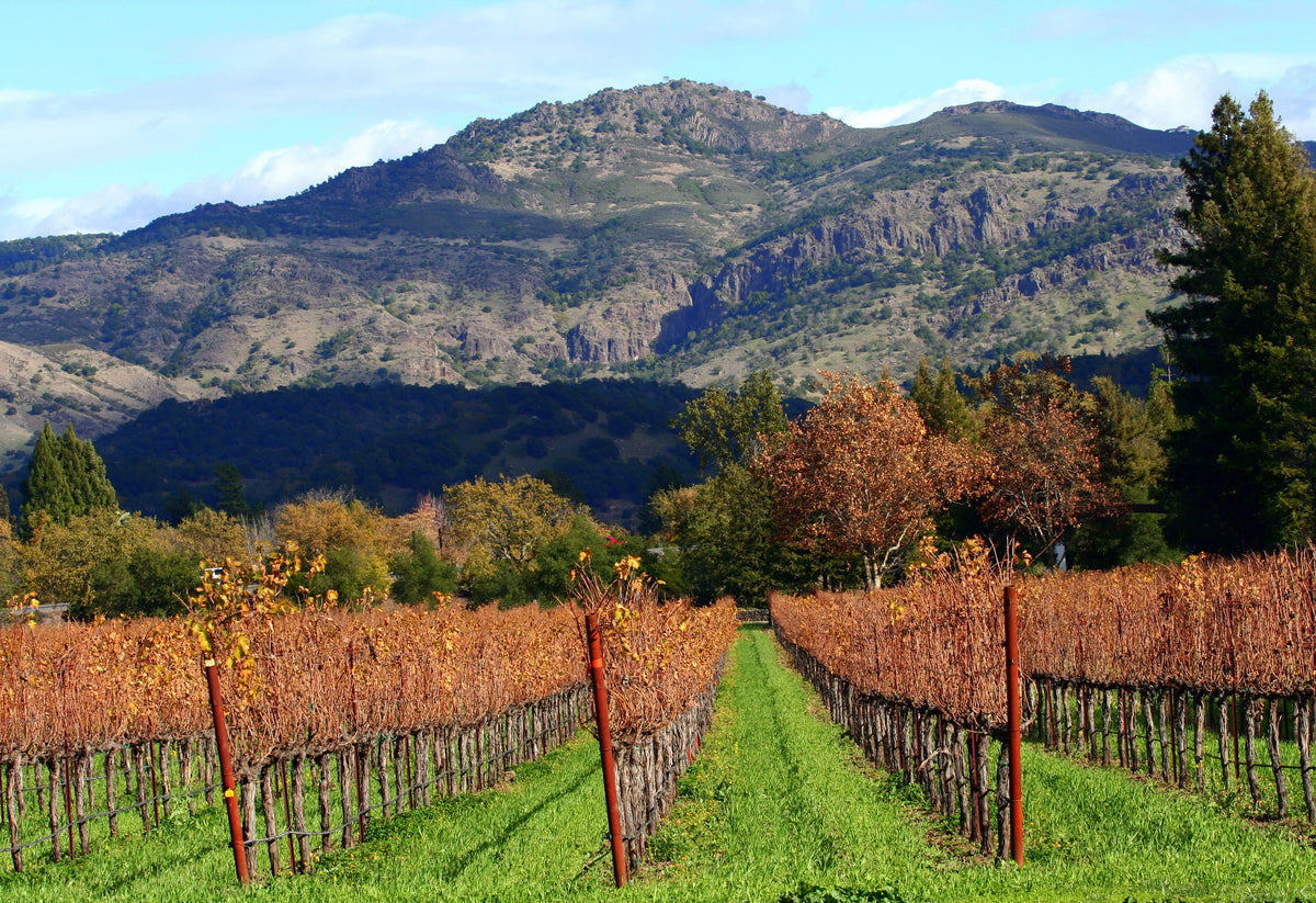 Napa Valley vineyards in autumn — photo by John Morgan, CC BY 2.0