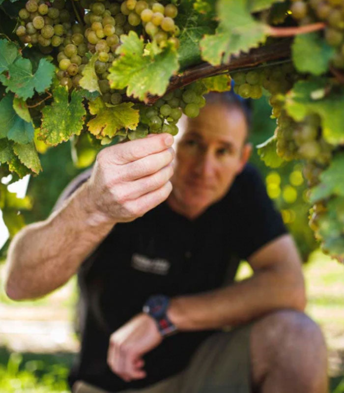 Wither Hills winery and vineyards in Marlborough, New Zealand — image courtesy of Wither Hills