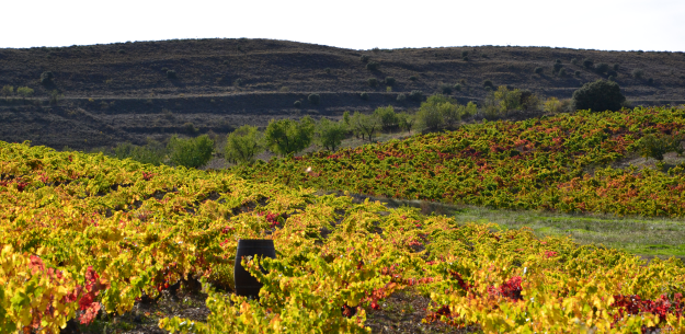 Rocky vineyard landscape in Spain
