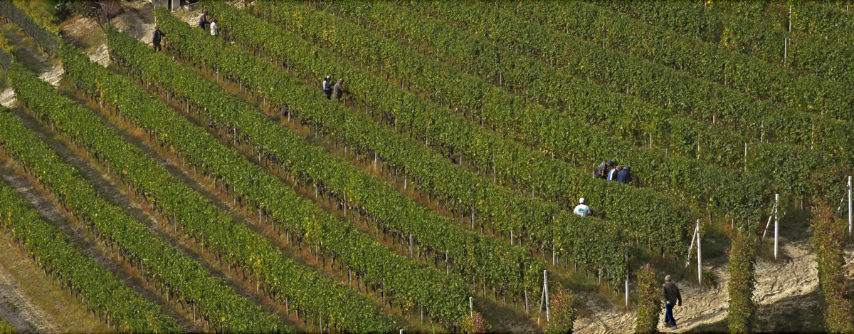 Real Prapò vineyard photograph from Azienda Agricola Luigi Vico in Serralunga d'Alba