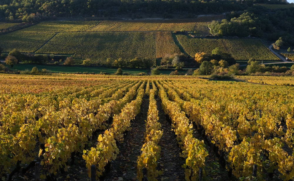 Maison Chanzy vineyards in Bouzeron, Burgundy — image courtesy of Domaine & Maison Chanzy