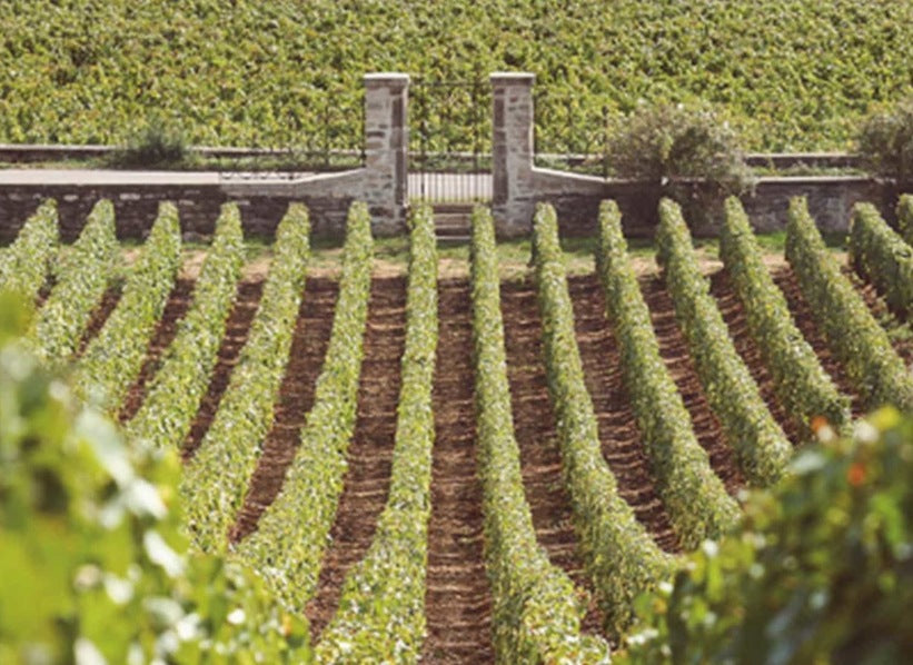 Vineyard rows and stone gateway, photograph supplied for Maison Henri Boillot producer page