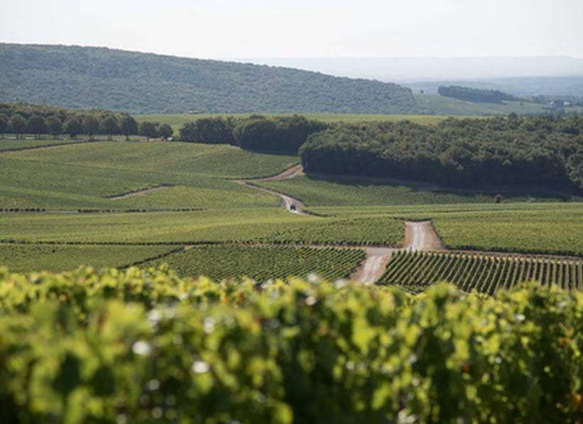 Rolling vineyard landscape in the Loire Valley for Maison Idiart