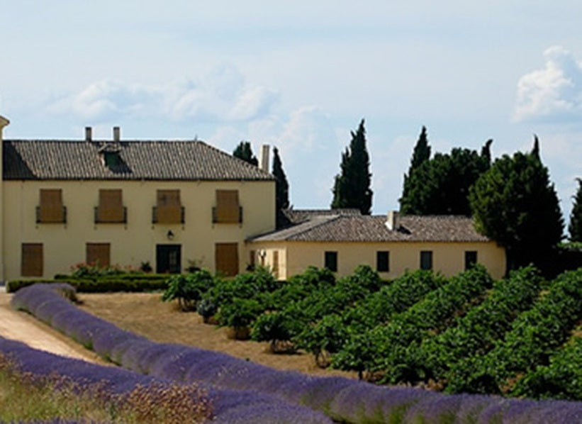 Winery estate and vineyard rows with lavender, Marqués de Griñón Family Estates