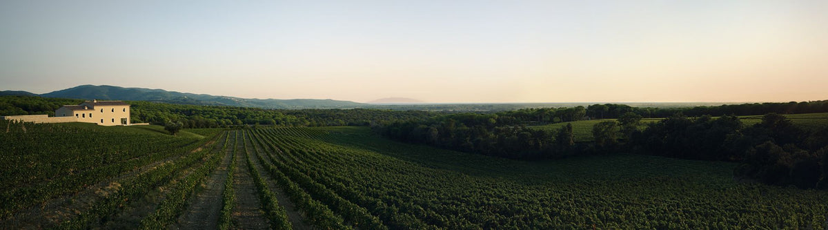 Masseto vineyard and estate overlooking the Tuscan coast — image courtesy of Masseto