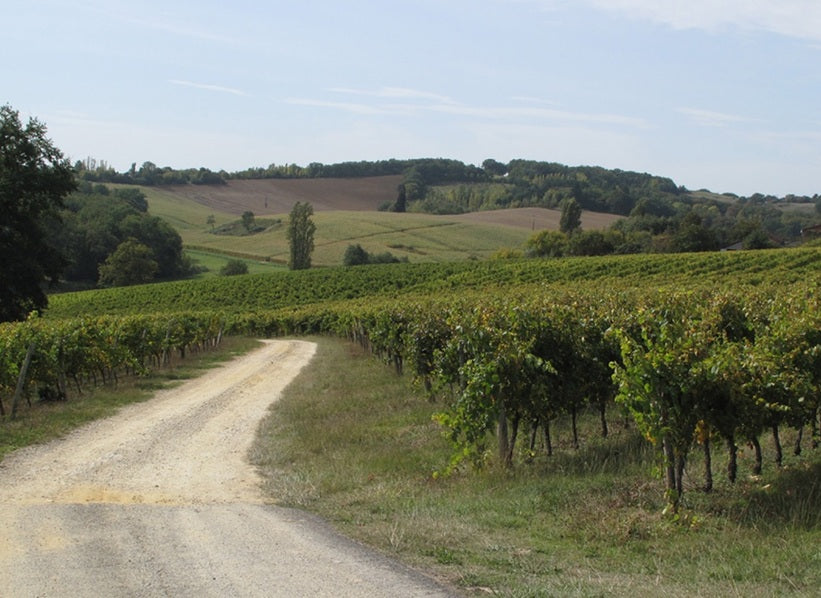 Vineyard landscape with a winding gravel road, featured for Master Wines and Mont Gravet