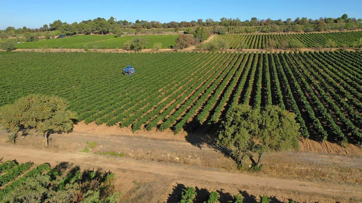 Vineyards in the Aude, Languedoc, southern France — photo by Raphaël Kann, ADT de l’Aude