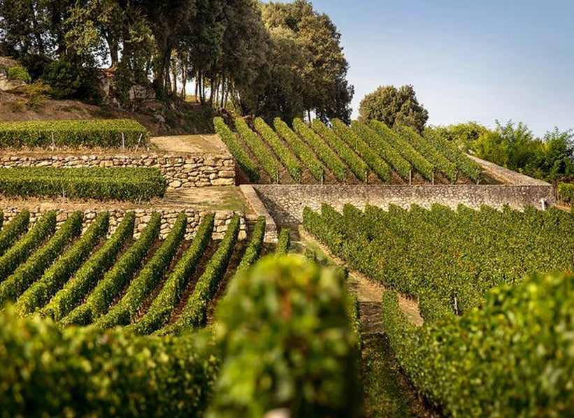 Établissements Jean-Pierre Moueix vineyard terraces