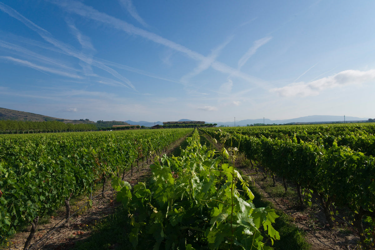 Bodega Otazu and vineyards in Navarra — image courtesy of Bodega Otazu, CC BY-SA 4.0