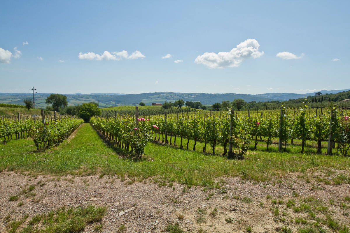 Vineyards in Montalcino, Tuscany, Italy — photo by trolvag, CC BY-SA 3.0
