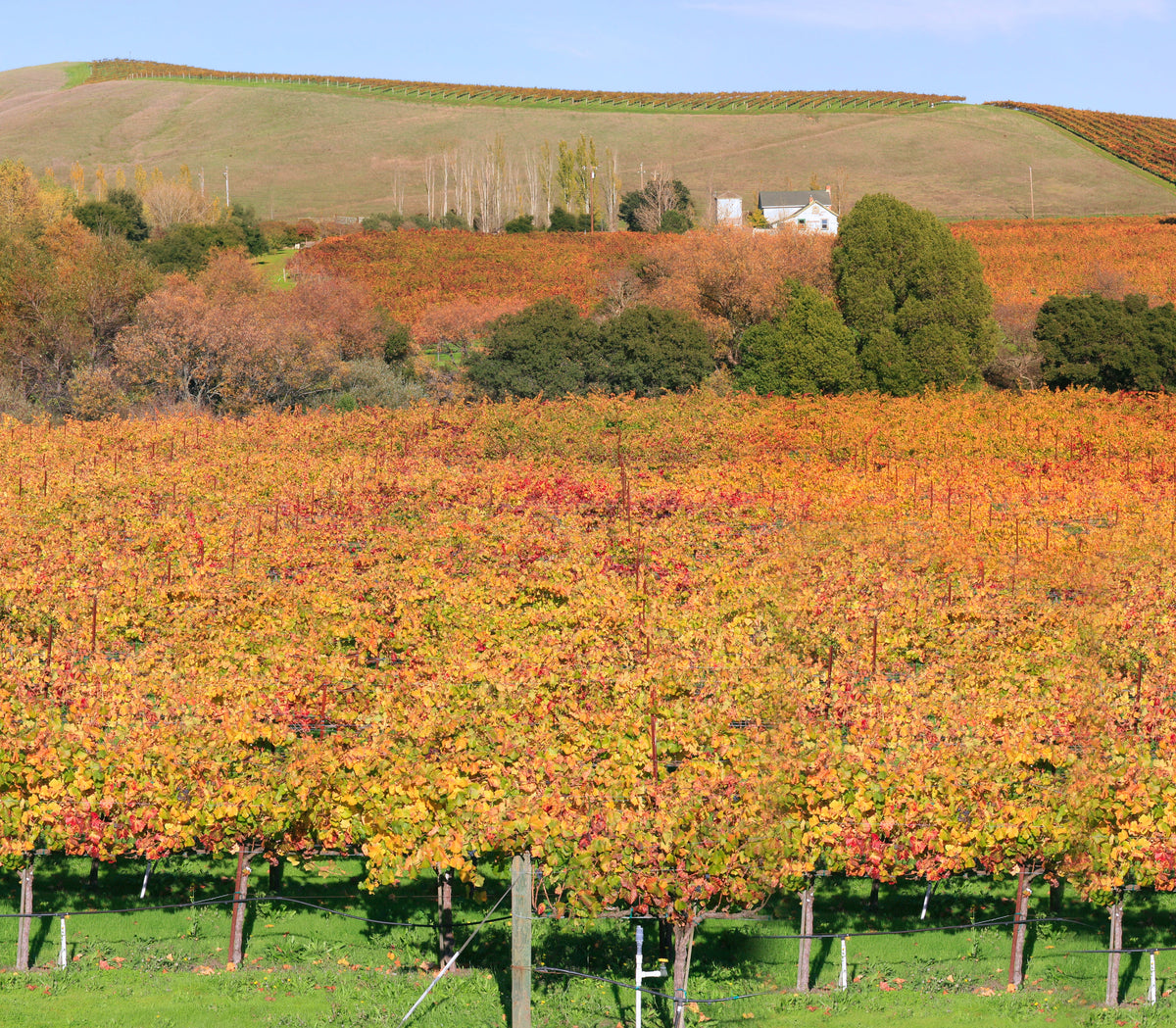 Napa Valley vineyard and winery — photo by Brocken Inaglory via Wikimedia Commons, CC BY-SA