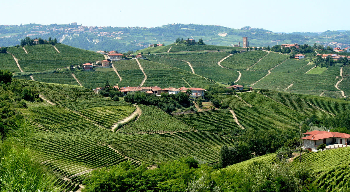 Vineyard landscape in Piedmont, Italy — photo by Megan Mallen via Wikimedia Commons, CC BY 2.0