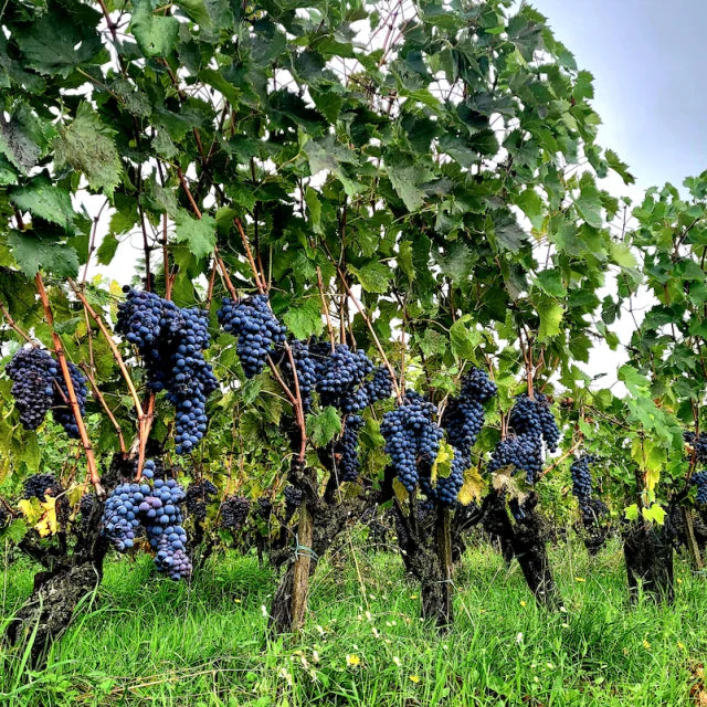 Sangiovese vineyard in Tuscany, Italy