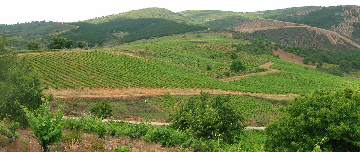 Soto del Vicario vineyard in San Clemente, Bierzo, Spain