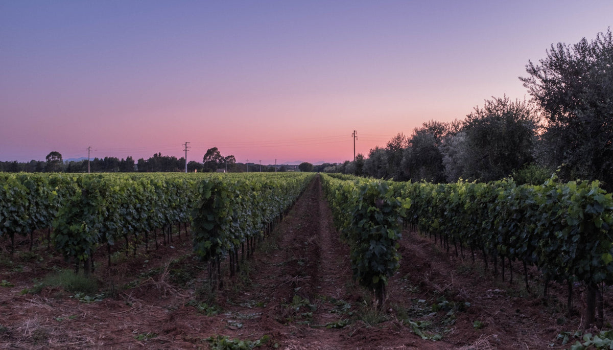 Bolgheri vineyards after sunset in Tuscany — photo by David Lienhard, CC BY-SA 3.0