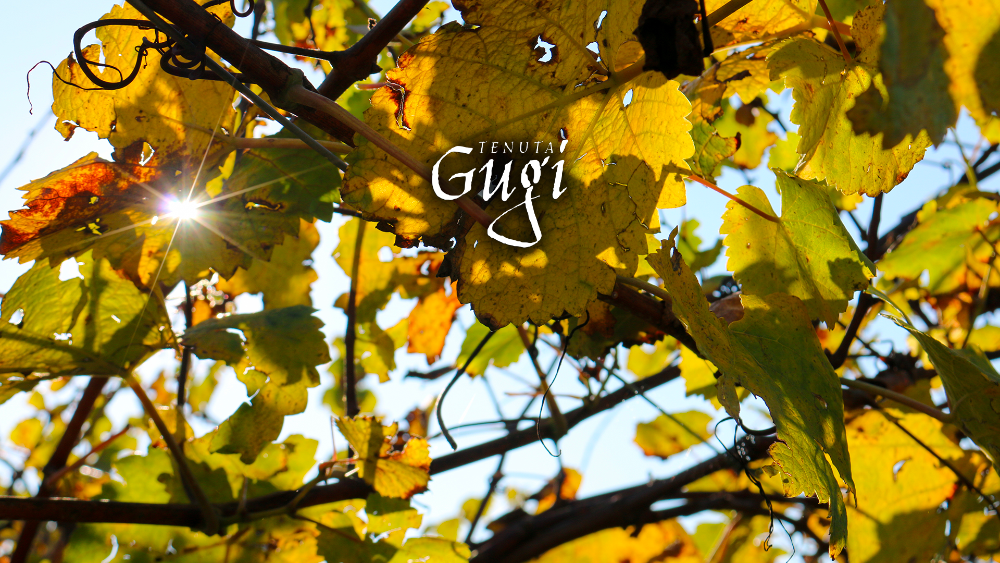 Grapevines at Tenuta Gugi in Valpolicella — official winery image