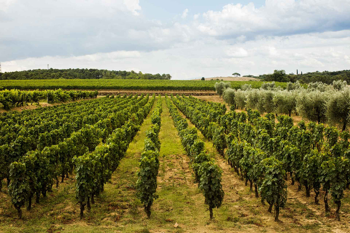 Tenuta Sette Ponti vineyards in Tuscany