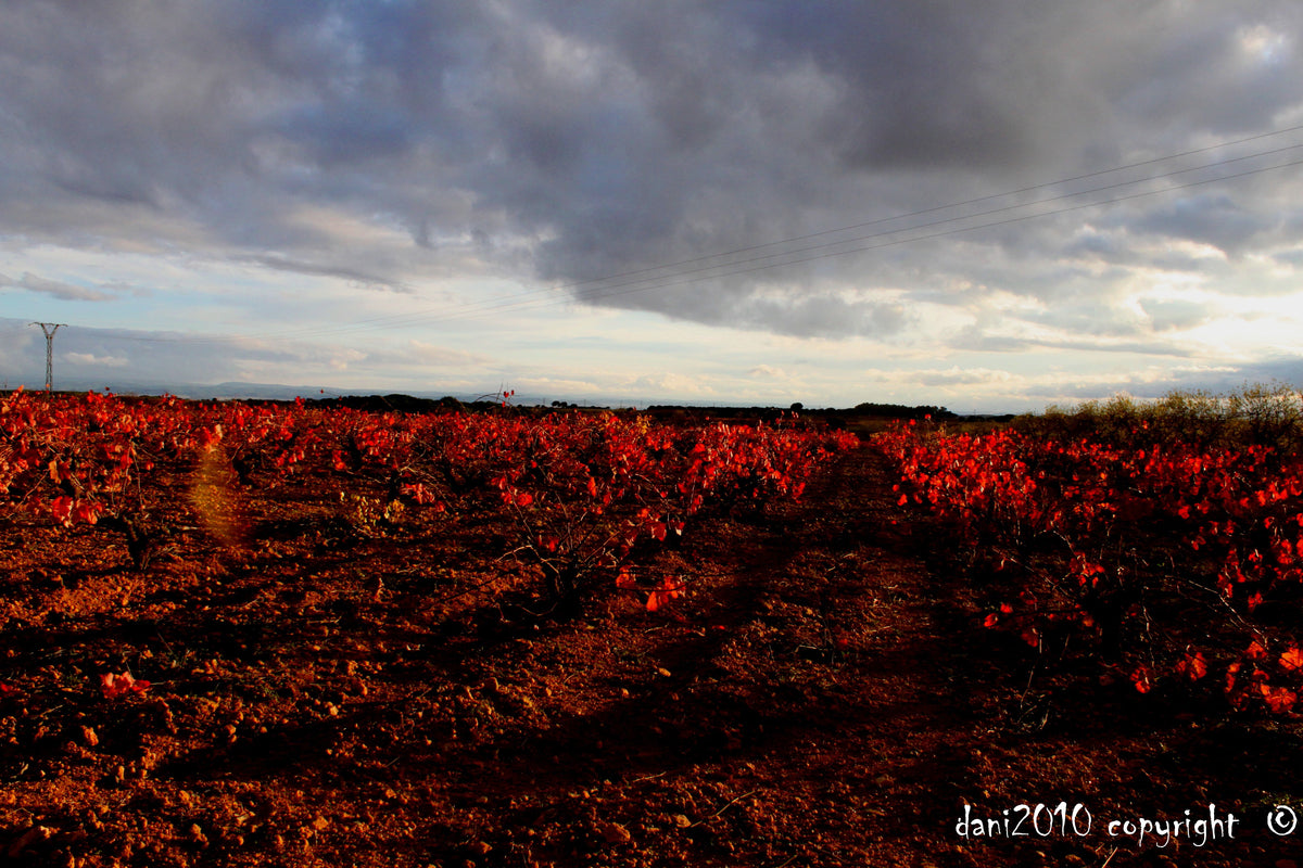 Real autumn vineyard landscape in Castilla-La Mancha, Spain, for Tres Rios — photo by DnTrotaMundos