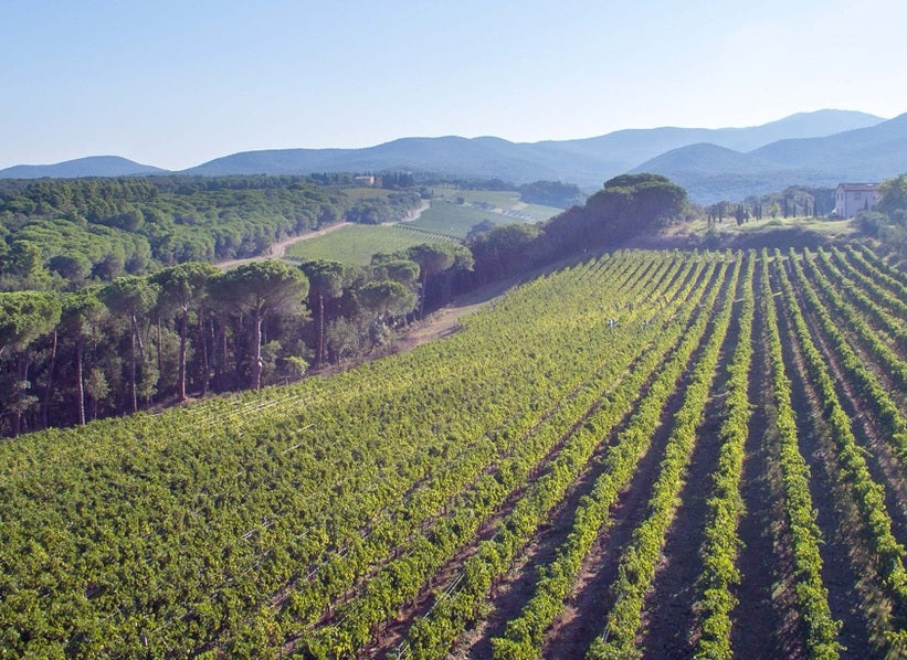Vineyard rows and rolling hills in Tuscany