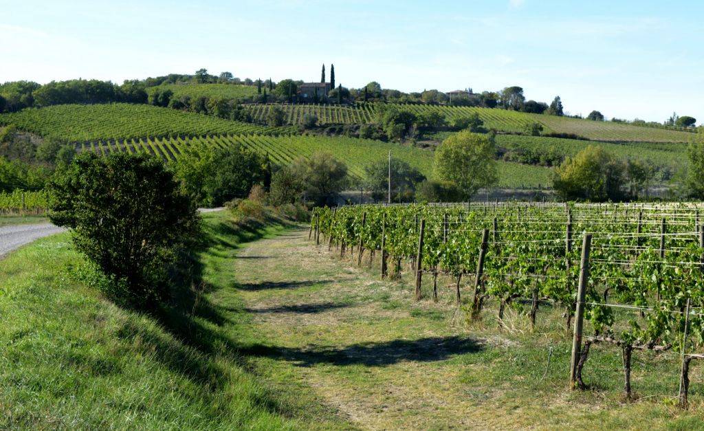 Valdicava vineyards in Montalcino, Tuscany