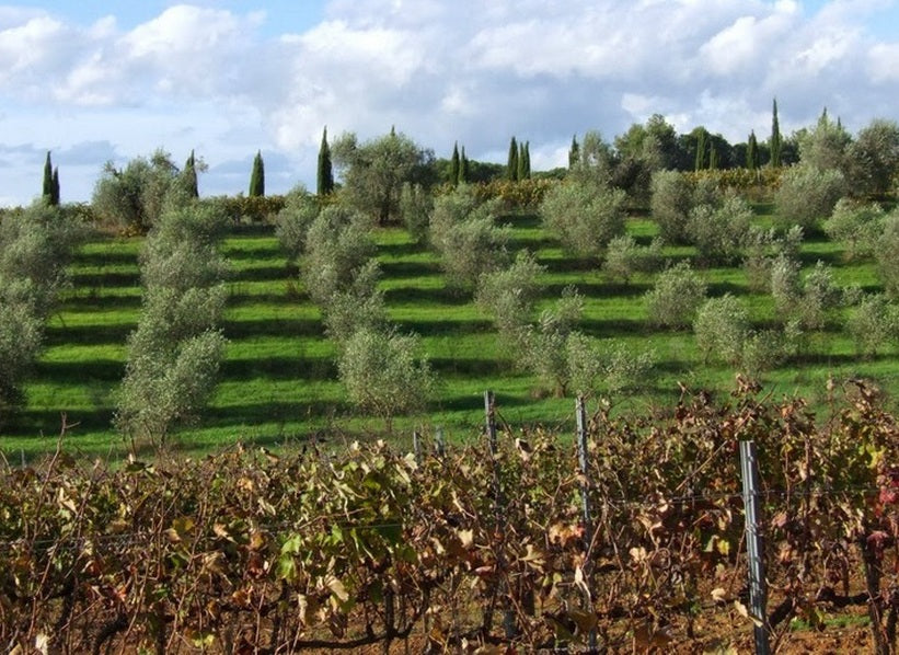 Azienda Agricola Valentini estate vineyard and olive groves