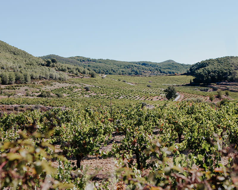 High-elevation vineyards in Vallformosa's +500 area in Penedès, Spain