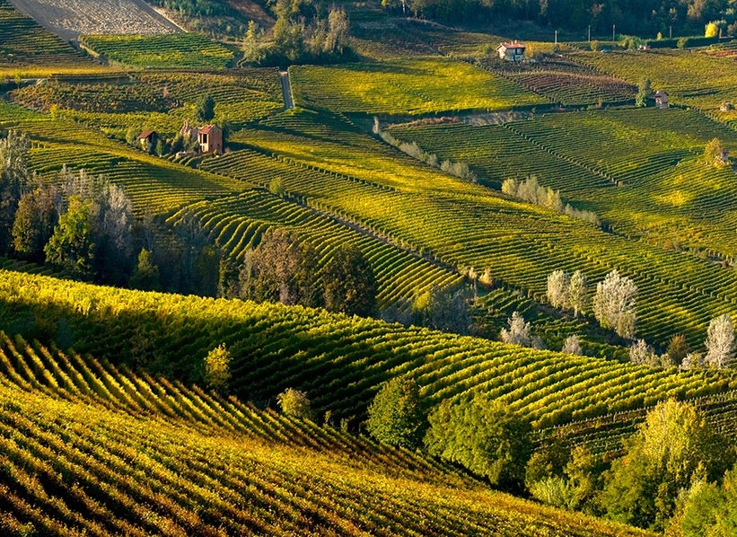 Vineyard landscape in Piedmont, photo supplied for Viberti Giovanni