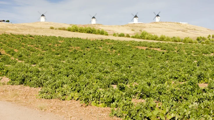 Vineyards in Castilla-La Mancha, Spain, associated with Viña de Gaitanejos