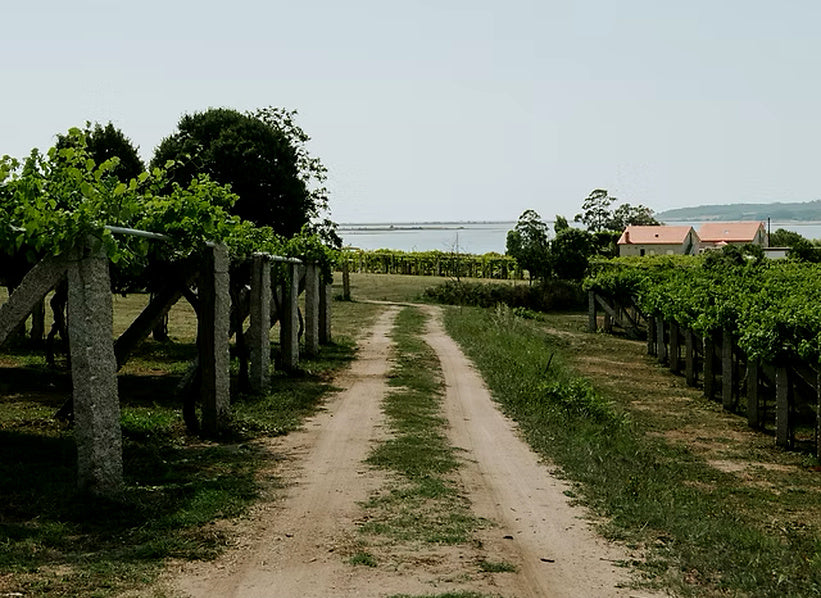 Vineyard path bordered by grapevines near coastal waters, photograph supplied for Viña Sobreira