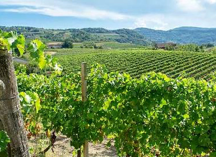 Vineyard landscape with rolling hills