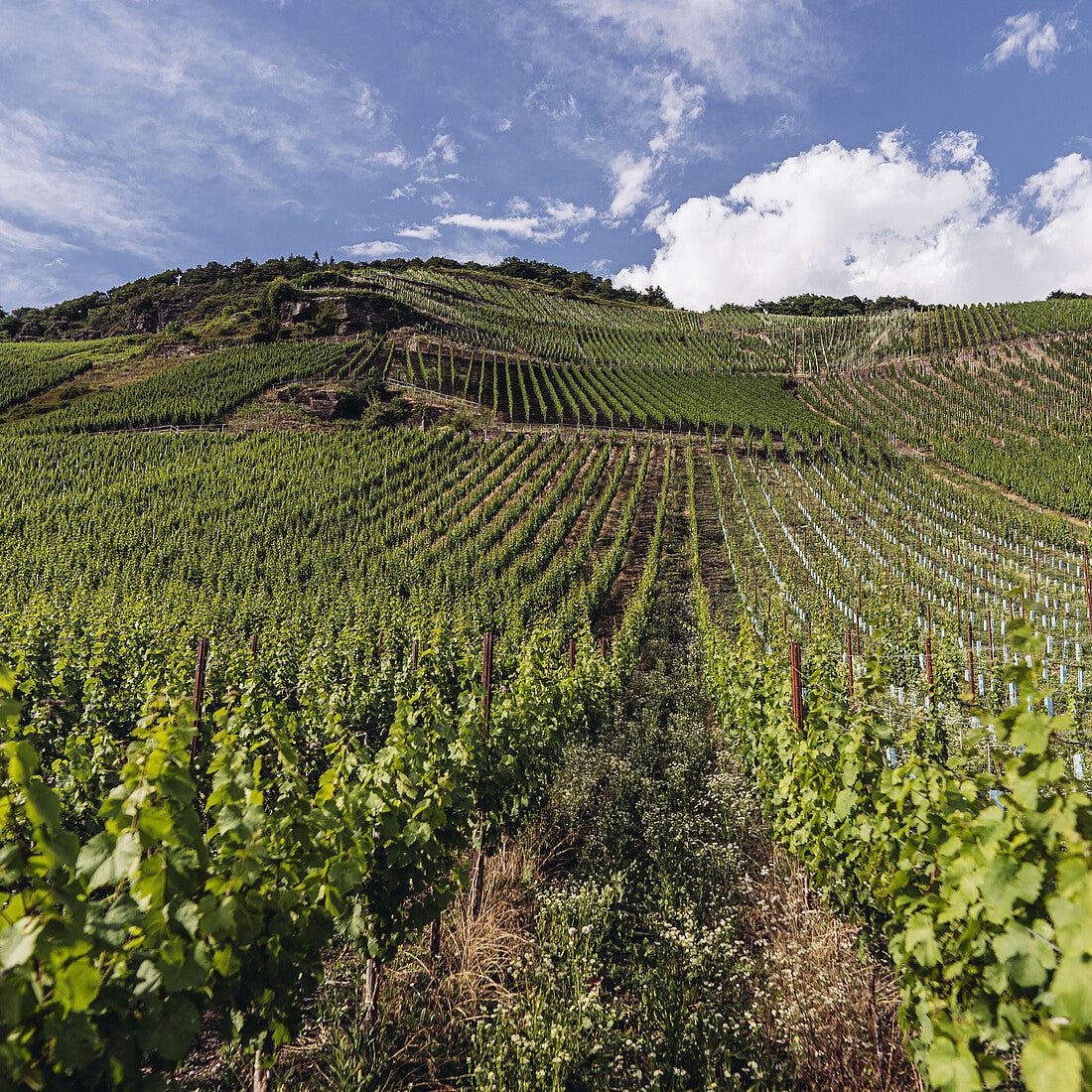 Steep Mosel vineyard of Weingüter Wegeler