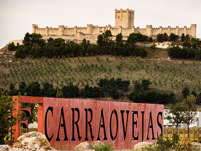 Sunrise over Pago de Carraovejas vineyard rows in Ribera del Duero