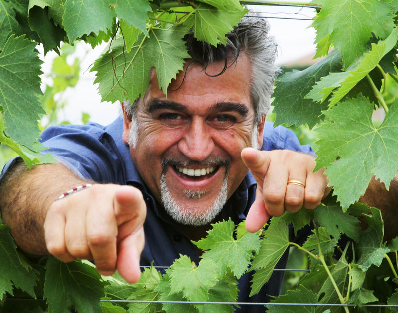 Roberto Cipresso vineyards in Montalcino, Tuscany, Italy